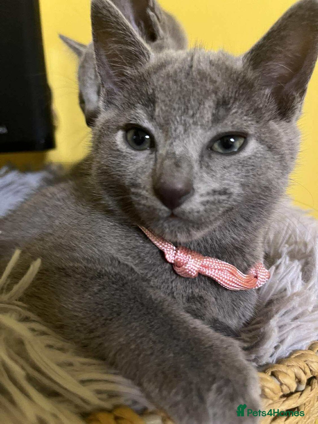Russian Blue cats for sale: TICA REGISTERED Pure Breed Russian Blue Kittens - Image 3