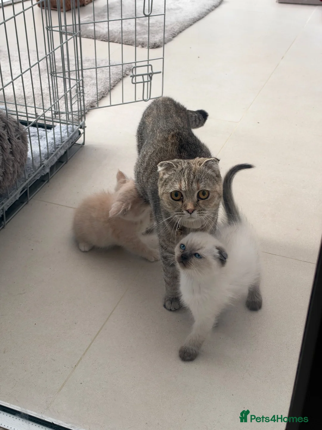 Mixed Breed cats for sale: Scottish fold x Ragdoll Kitten for sale in Halesowen - Advert 2