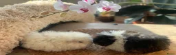 Guinea Pig rodents for sale: Beautiful Baby Texels HP18 - Advert 2