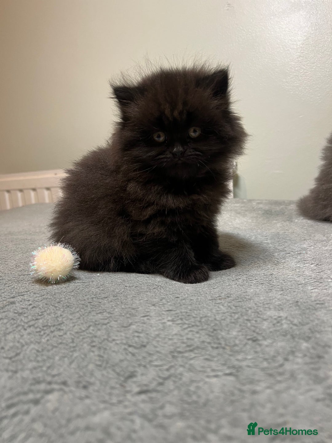 British Shorthair cats for sale: British Shorthair kittens - Advert 10