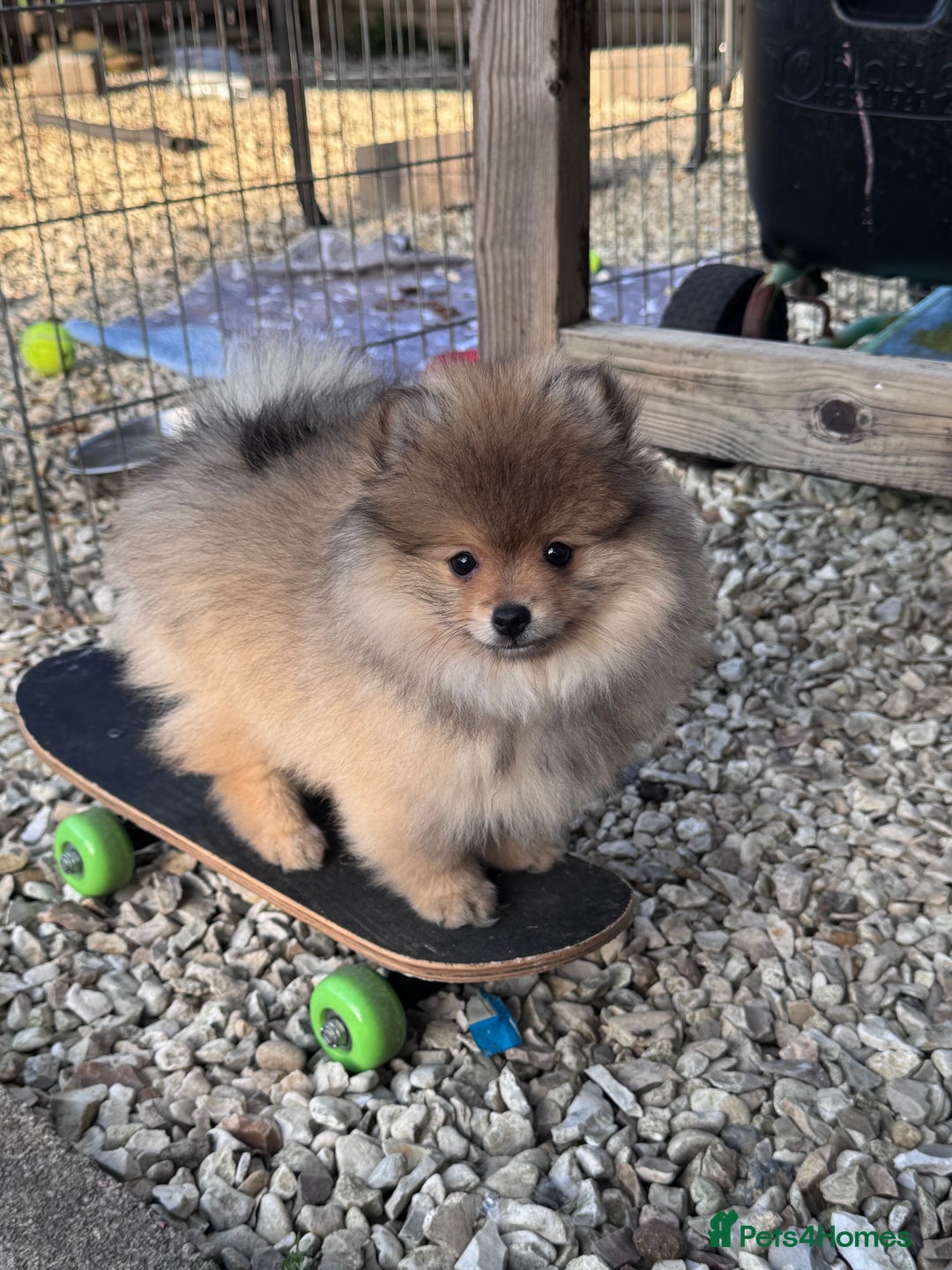 Pomeranian dogs for sale: 🏆 KC HEALTH TESTED POMERANIAN PUPPIES 🏆  - Image 31