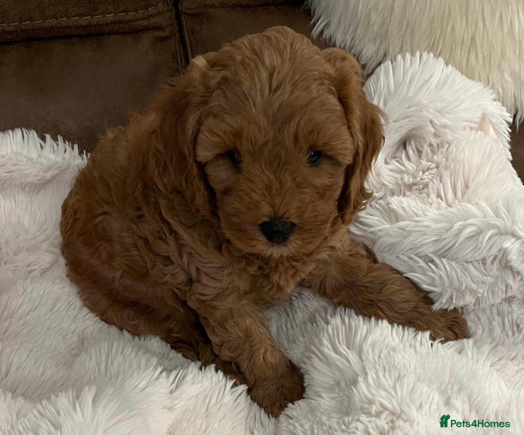 Cavapoo dogs Dark Red F1B Cavapoo Puppies  - Advert 1