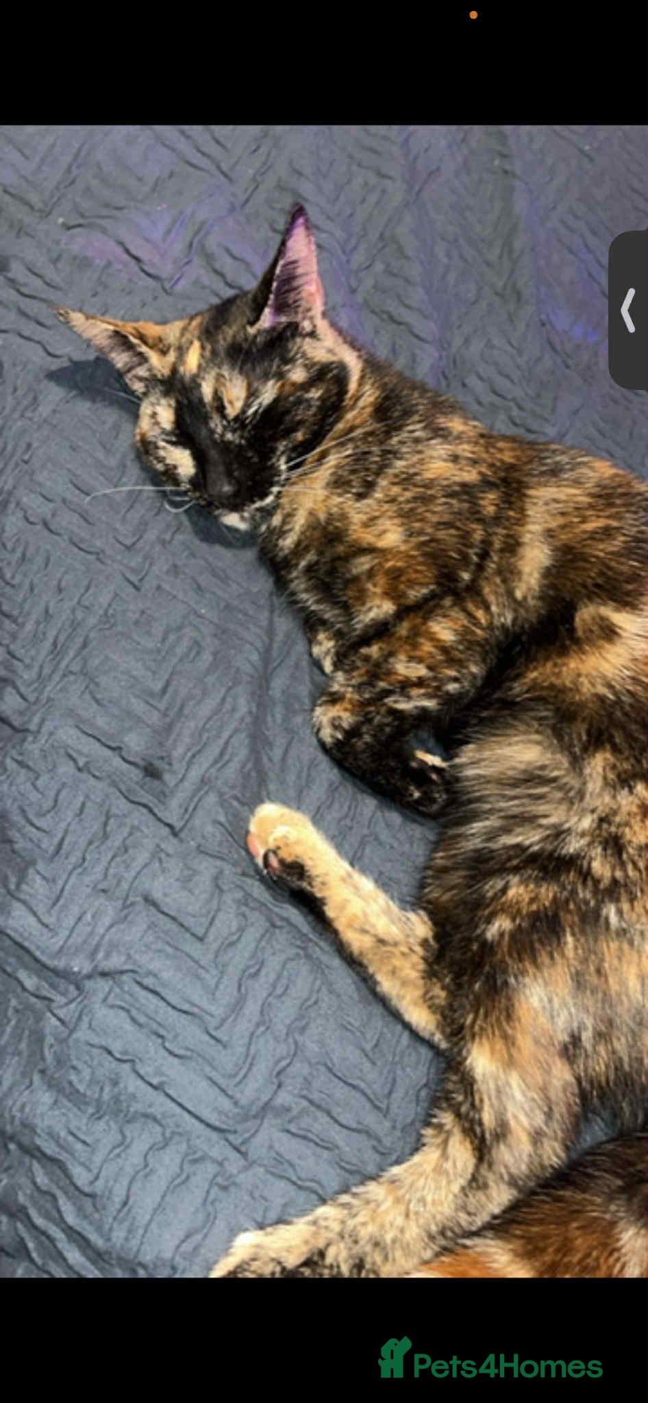 Mixed Breed cats Kittens  - Advert 2