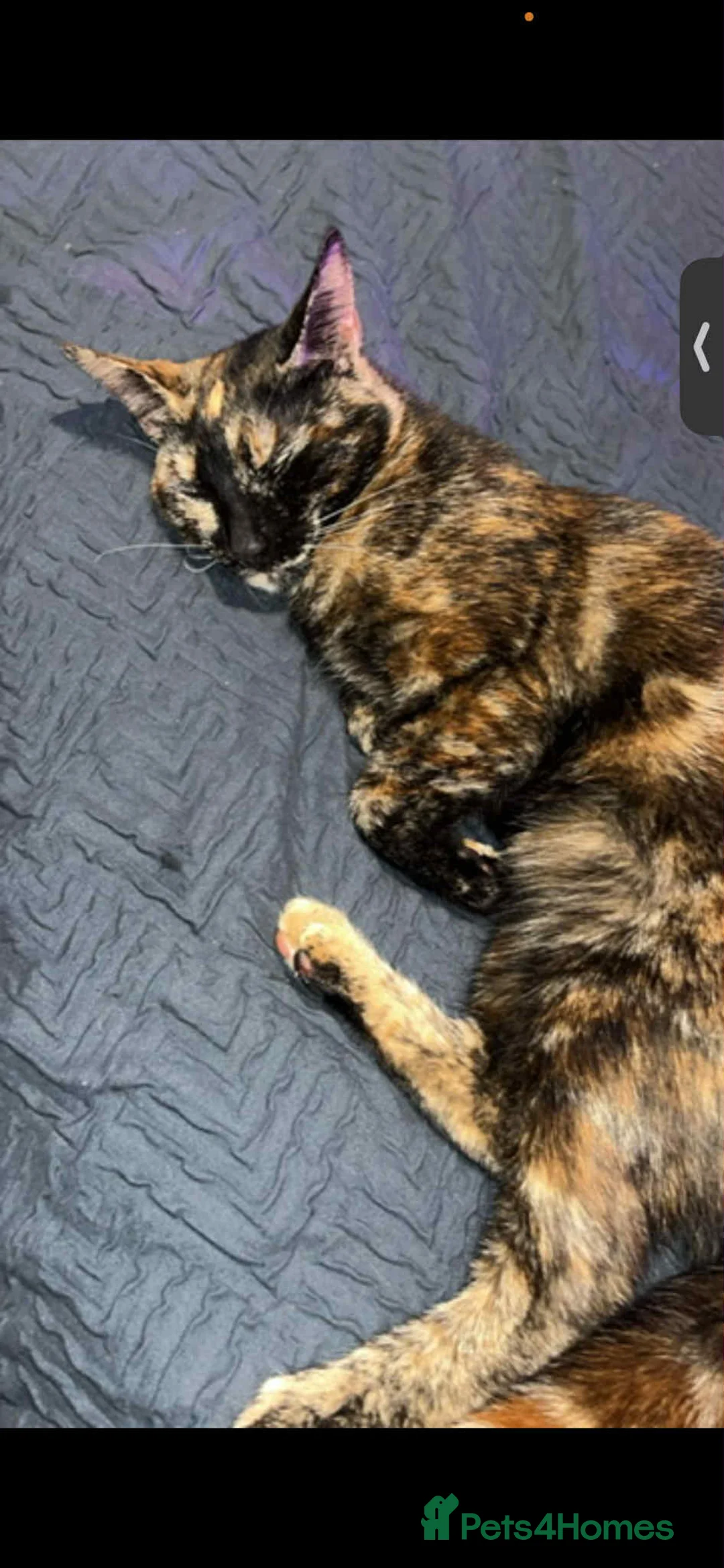 Mixed Breed cats for sale: Kittens  in Airdrie - Advert 1