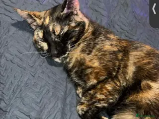 Mixed Breed cats Kittens - Advert 4