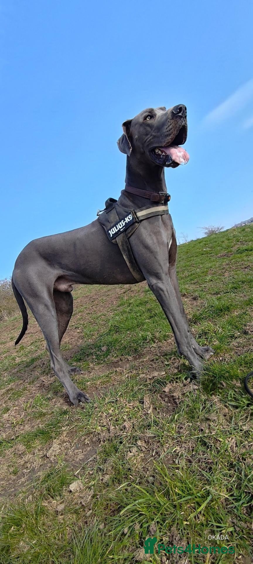 Great Dane dogs for stud: Blue Great Dane for stud - Advert 8