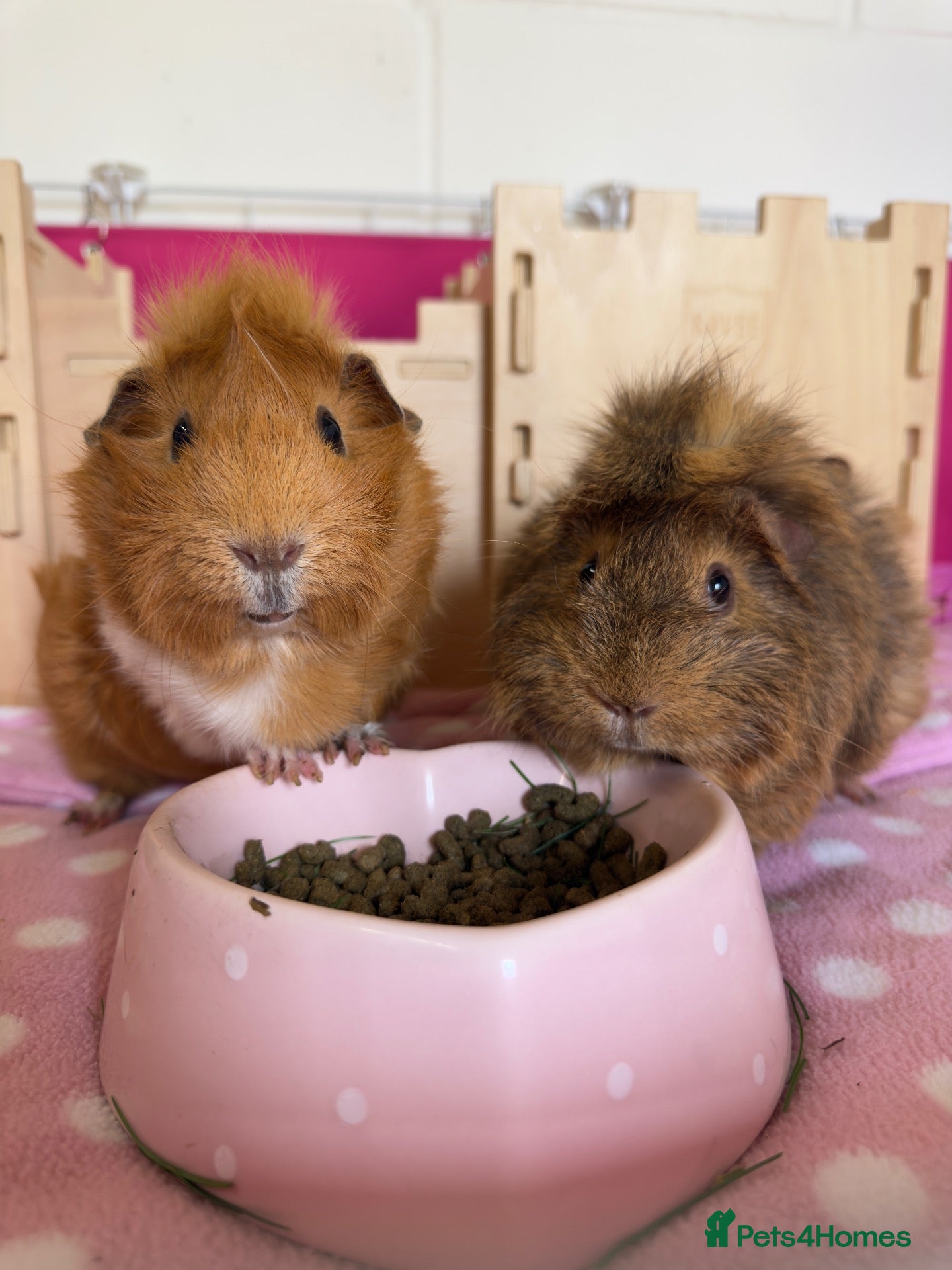 Guinea Pig rodents Two female abyssinian guinea pigs  - Advert 1