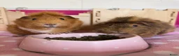 Guinea Pig rodents for sale: Two female abyssinian guinea pigs  in King's Lynn - Advert 1