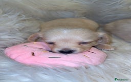 Dachshund dogs for sale: Gorgeous mini Dacshund X puppies🐾 - Advert 9