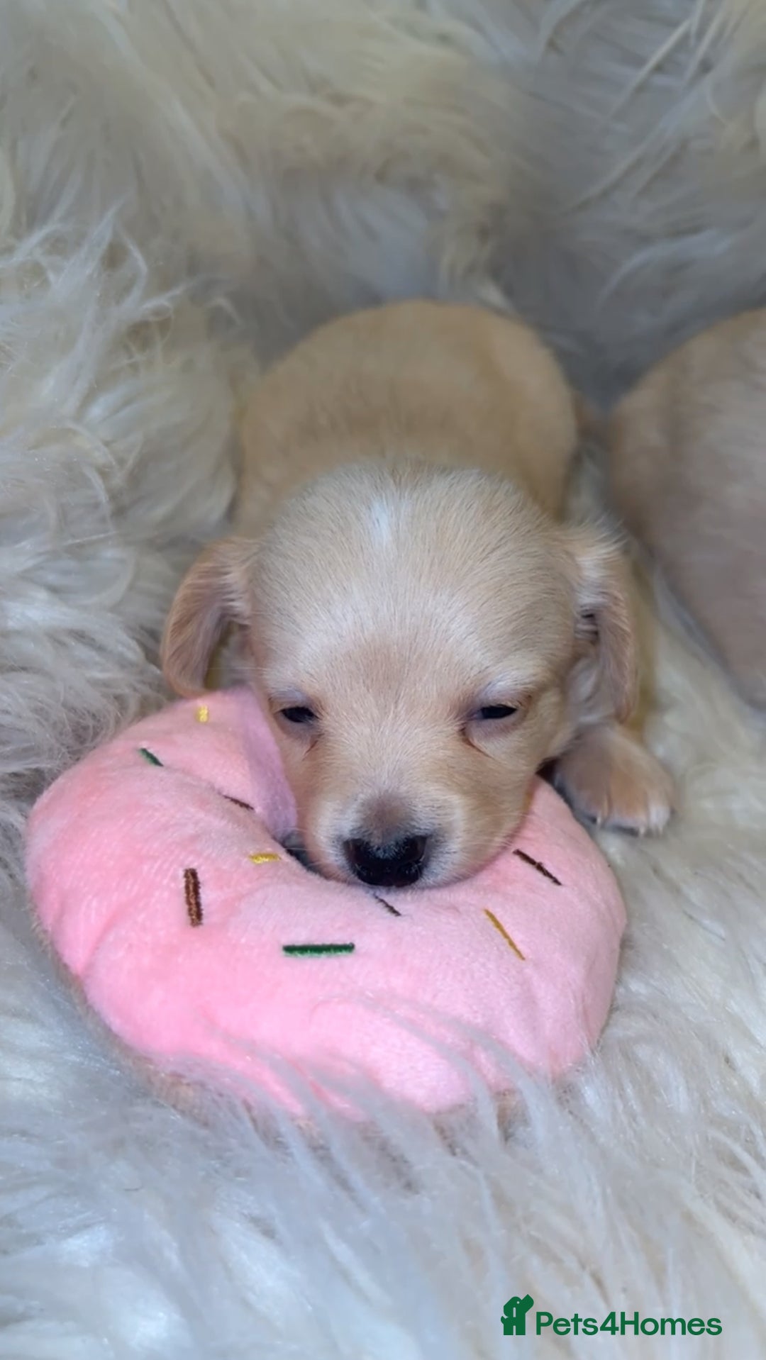 Dachshund dogs for sale: Gorgeous mini Dacshund X puppies🐾 - Advert 9