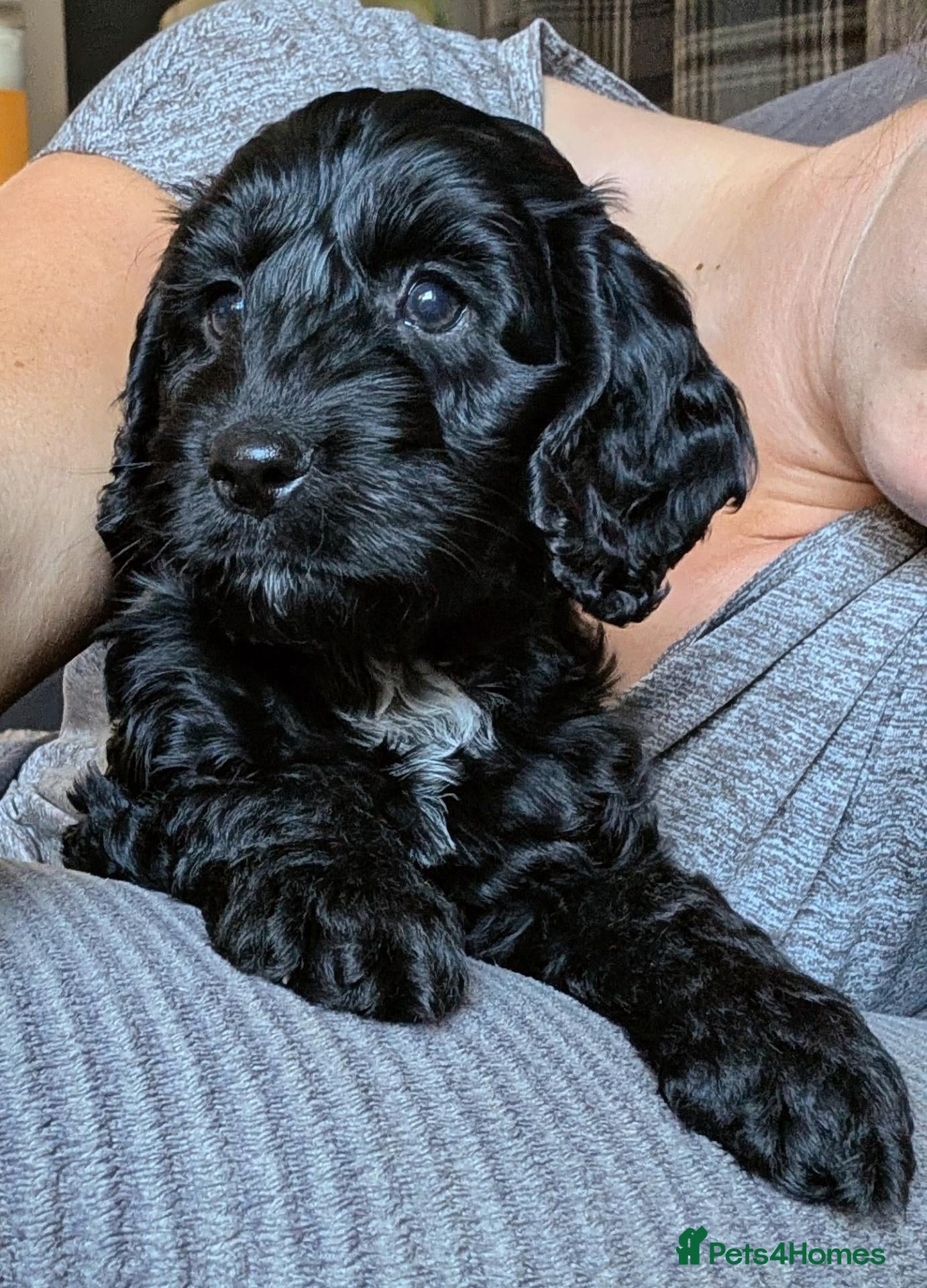 Cockapoo dogs Licensed breeder, health tested F1 cockapoos - Advert 2