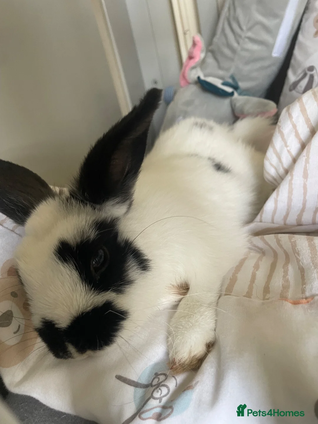 Mini Lop rabbits for sale: Female rabbit - princess  in Wigan - Advert 1