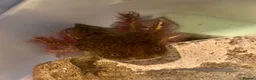 Axolotl reptiles for sale: Baby Axoltol looking for new homes ***3 LEFT*** - Advert 6