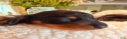 Miniature Dachshund dogs for sale: Stunning KC Registered Miniature Dachshund Puppies - Advert 8