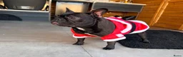 French Bulldog dogs for sale: Two amazing French bulldogs  - Advert 5