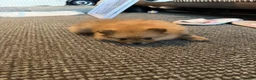 Pomeranian dogs for sale: Pomeranian puppies - Advert 10