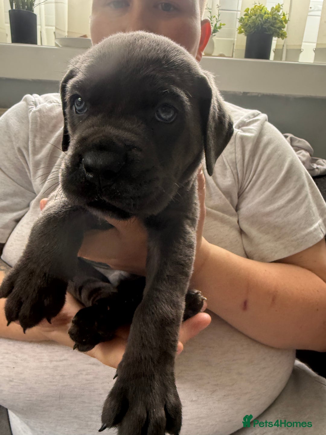 Cane Corso dogs for sale: Beautiful Cane Corso puppies for sale  - Image 10