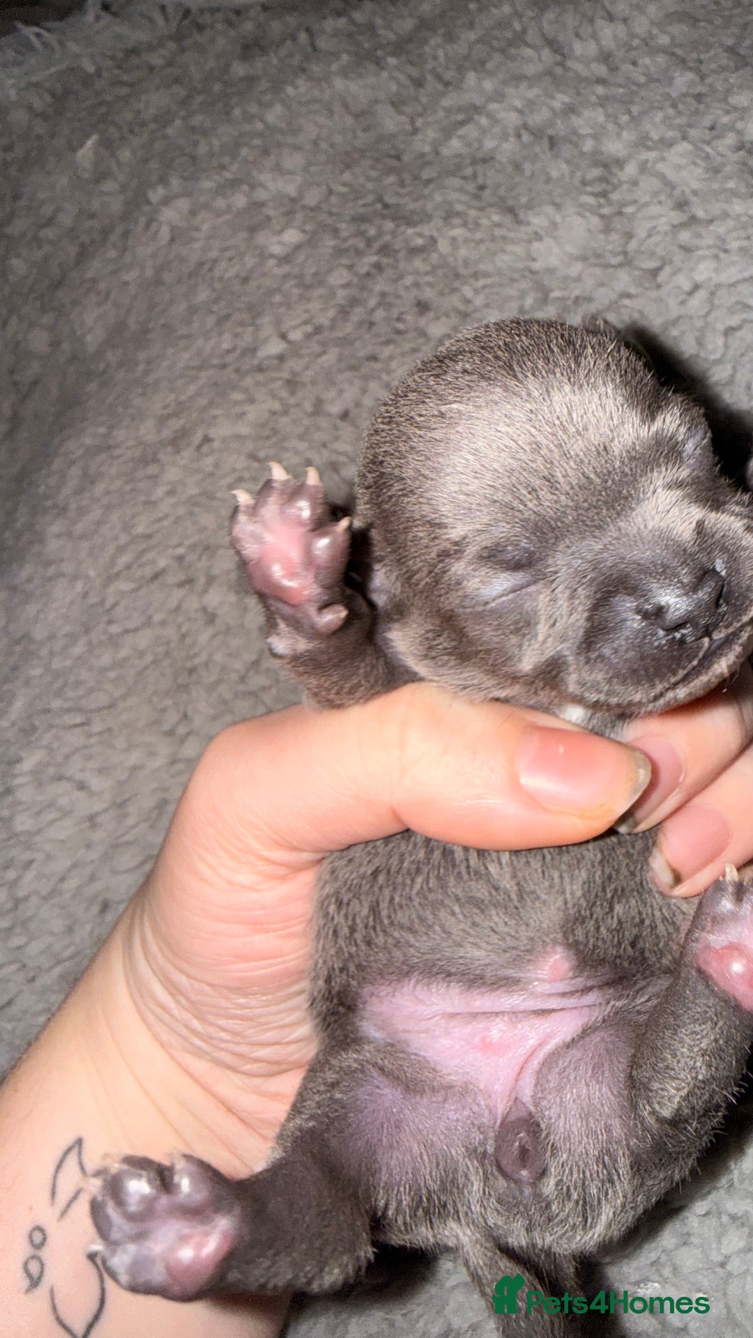 Chihuahua dogs for sale: Lilac & Blue Chihuahuas – Gorgeous Little Pups - Advert 6