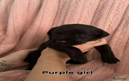 Borador dogs for sale: Beautiful borador puppies. - Image 5