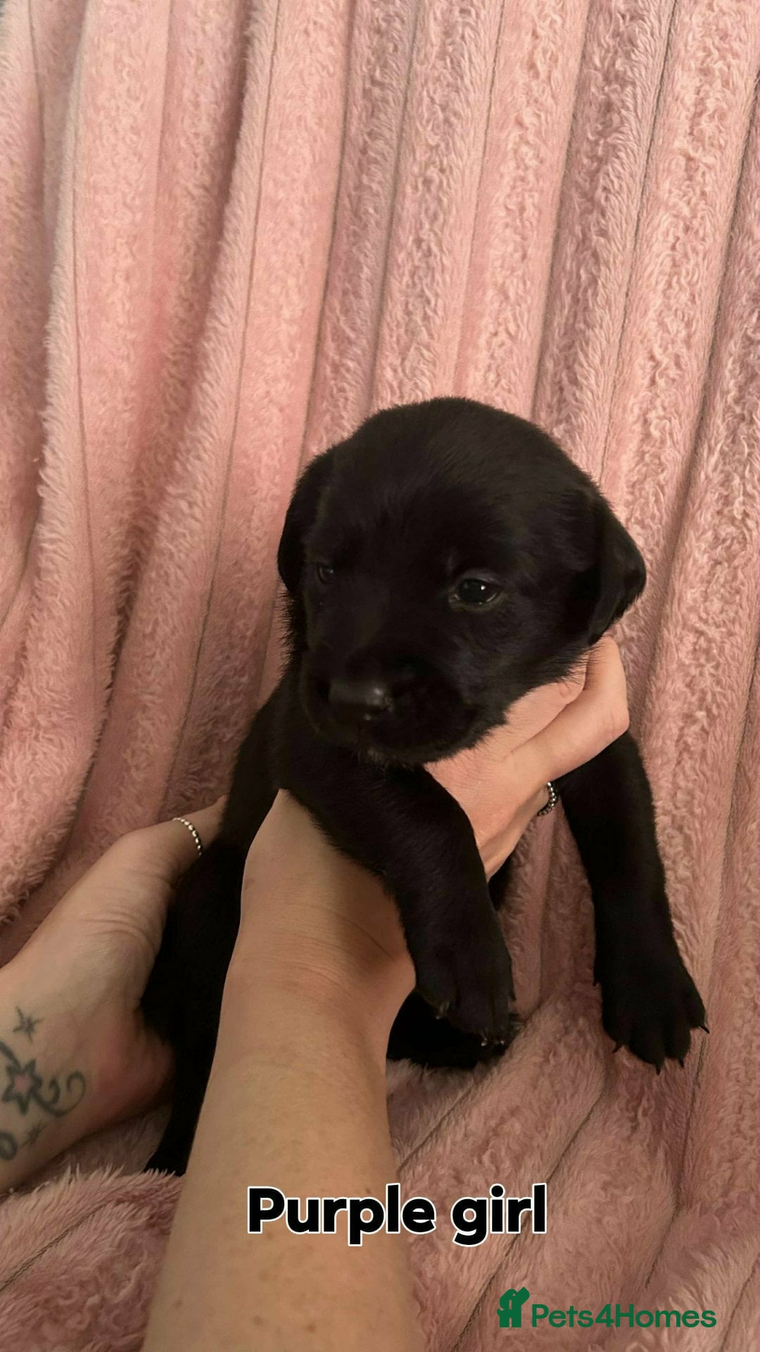 Borador dogs for sale: Beautiful borador puppies. - Image 5