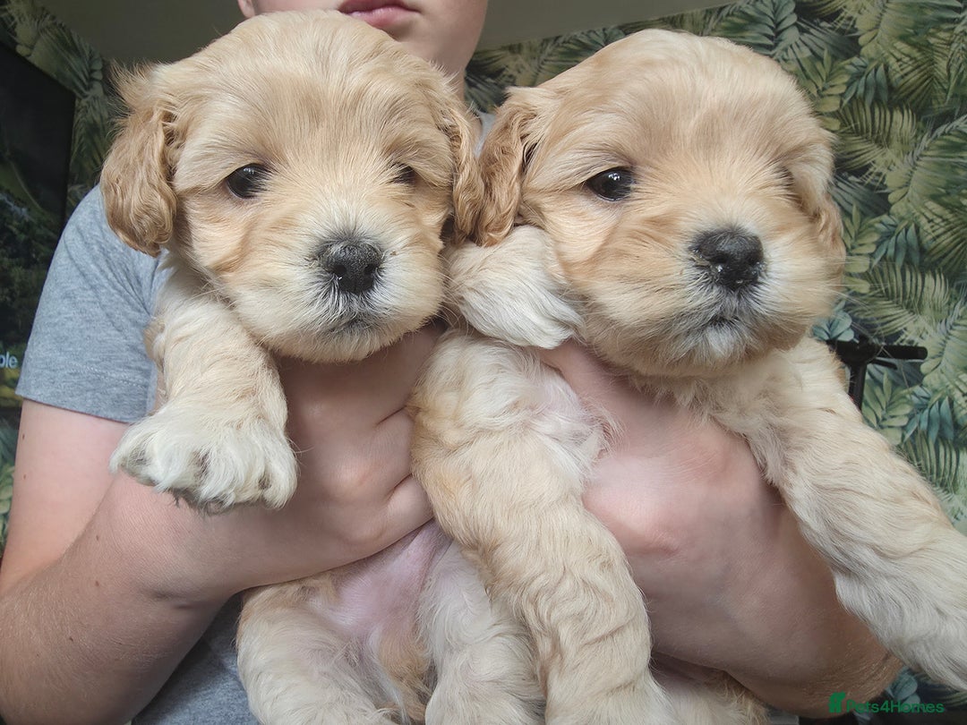 Maltipoo dogs for sale: F1 Maltipoo for sale  - Advert 13