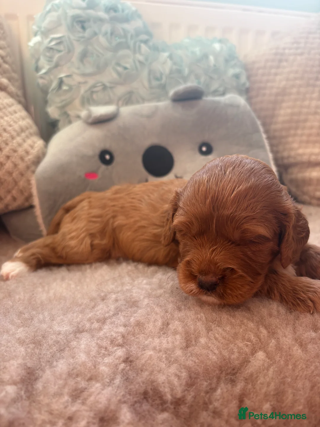 Cavapoo dogs for sale: 3 Female Cavapoos for sale  - Advert 18