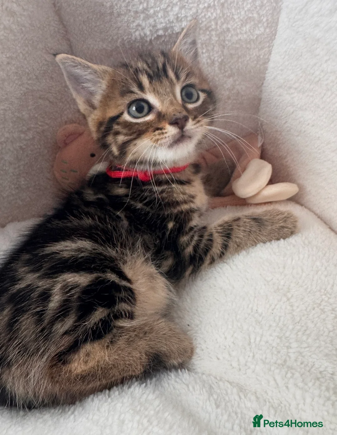 Mixed Breed cats for sale: Beautiful friendly well handled kittens - Advert 2