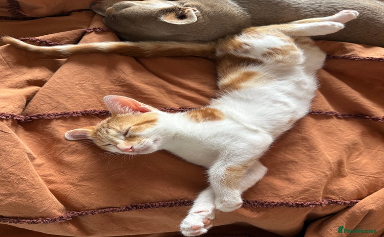 Domestic Shorthair cats - Advert 3