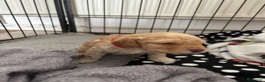 Mixed Breed Puppy 4
