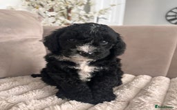 Sproodle dogs for sale: Sproodle puppies  - Image 19