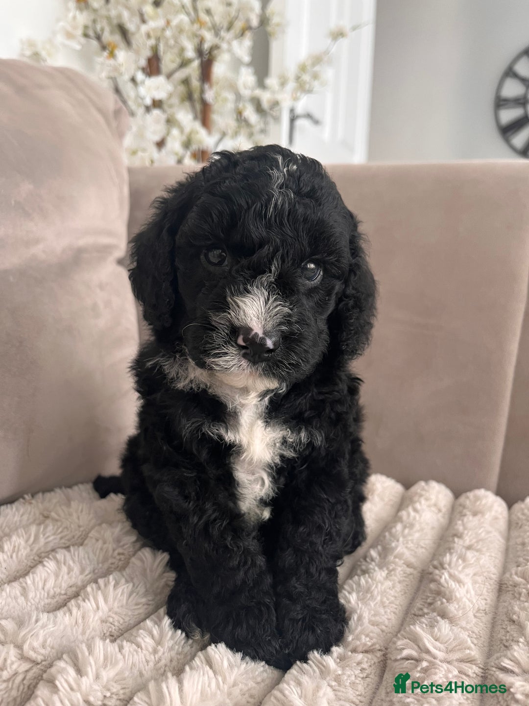 Sproodle dogs for sale: Sproodle puppies  - Image 19