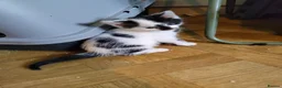 Mixed Breed cats for sale: Beautiful kittens looking for forever homes  - Advert 37