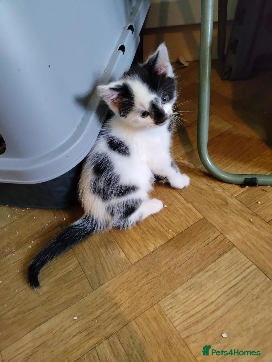 Mixed Breed cats for sale: Beautiful kittens looking for forever homes  - Advert 37