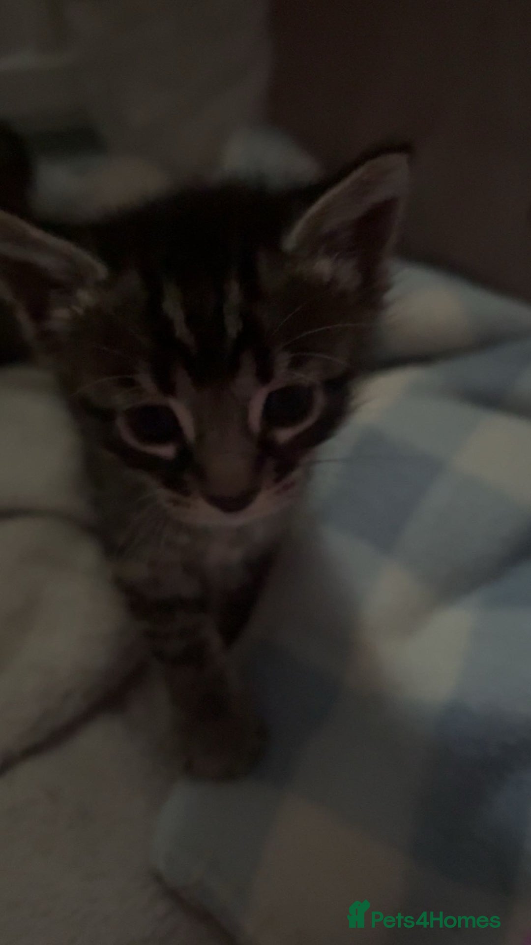 Bengal cats for sale: bengal kittens  - Advert 32