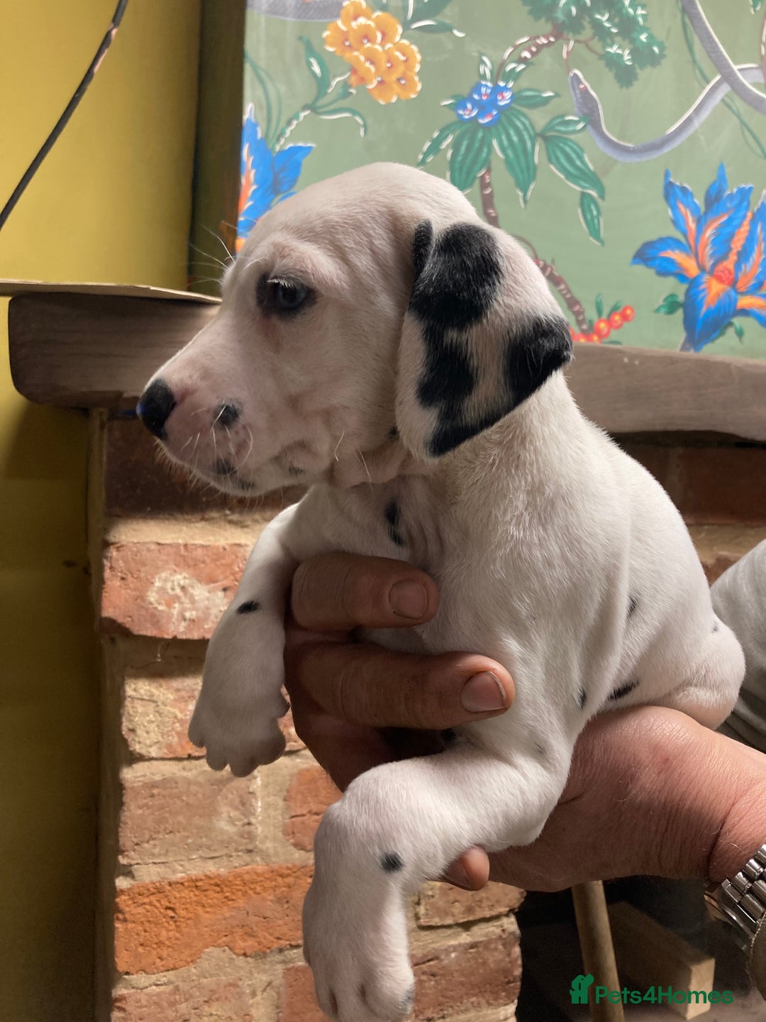 Dalmatian dogs for sale: Dalmation puppies  - Advert 9