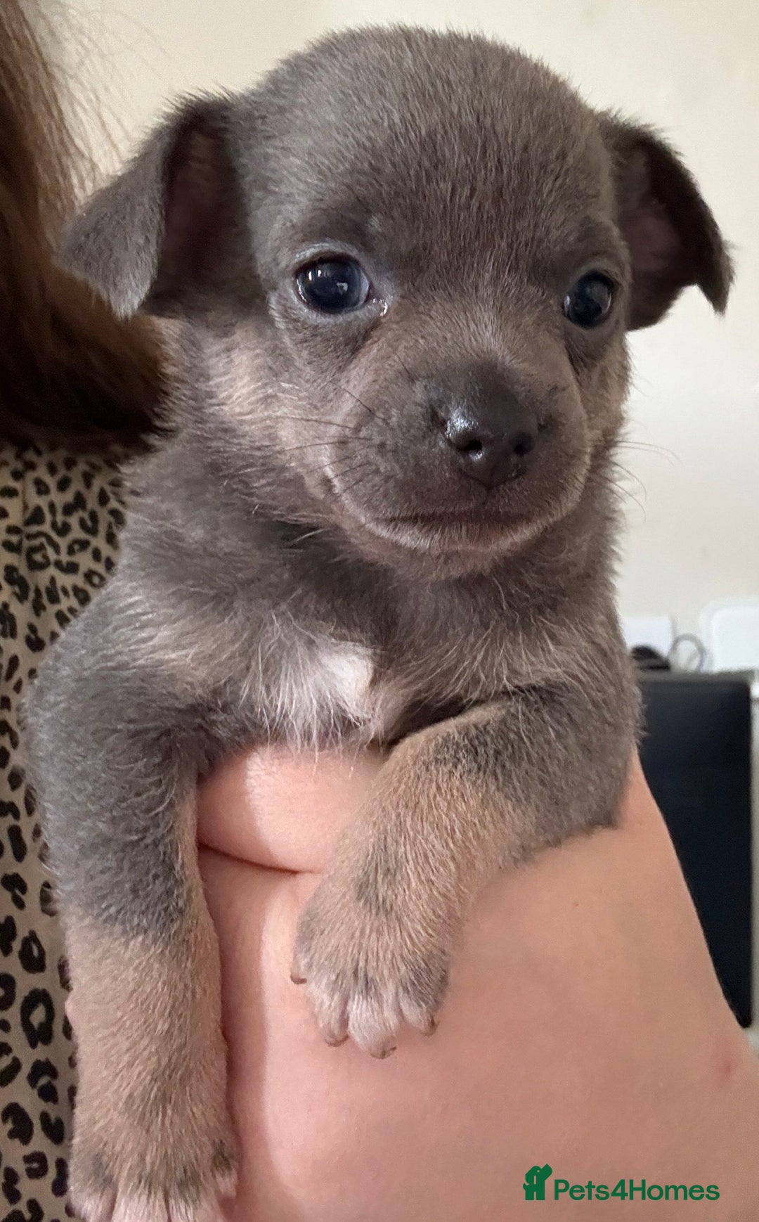 Chihuahua dogs for sale: Beautiful Chihuahua Litter - Image 1