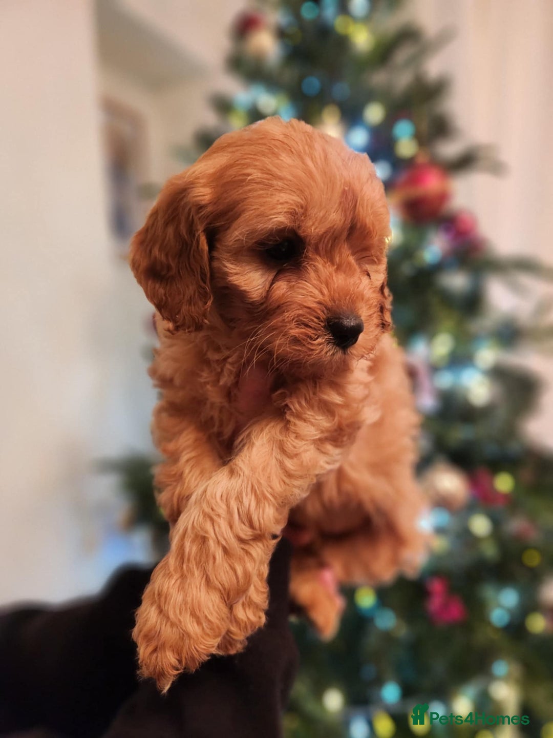 Cavapoo dogs for sale: Beautiful Cavapoo F1BB - Advert 3