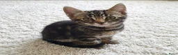 Mixed Breed cats for sale: Stunning Bengal Mix Kitten 1 girl. - Advert 5