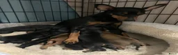 Miniature Pinscher dogs for sale:  Beautiful Purebred Miniature Pinscher Puppies  in Wakefield - Advert 17