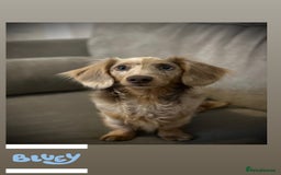 Miniature Dachshund dogs for stud: CREAM DAPPLE TOY LONG HAIRED DACHSHUND   - Image 1