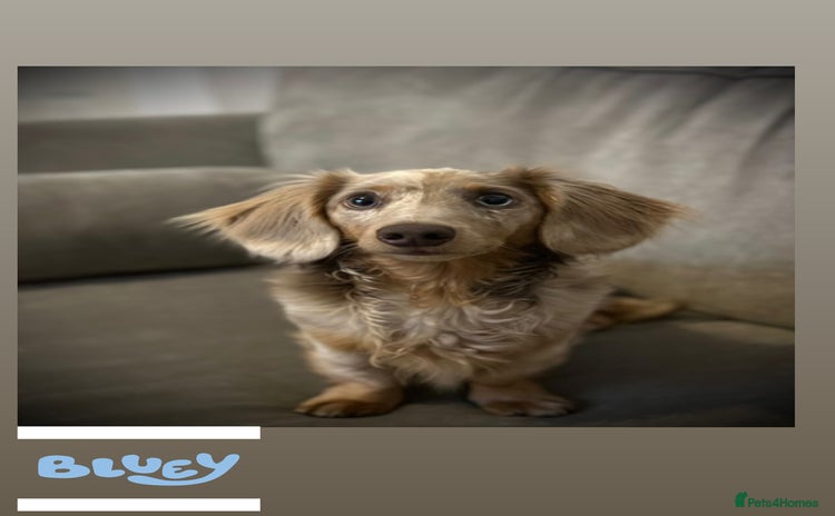 Miniature Dachshund dogs - Advert 5