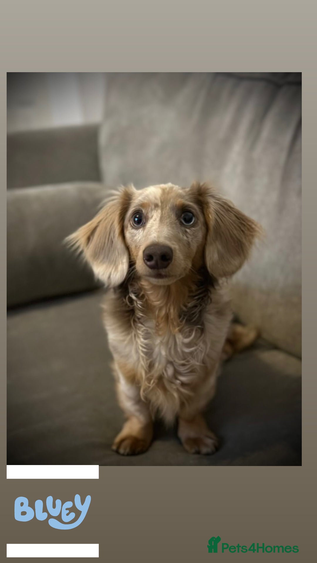 Miniature Dachshund dogs for stud: CREAM DAPPLE TOY LONG HAIRED DACHSHUND   - Image 1