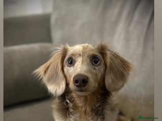 Miniature Dachshund dogs - Advert 27