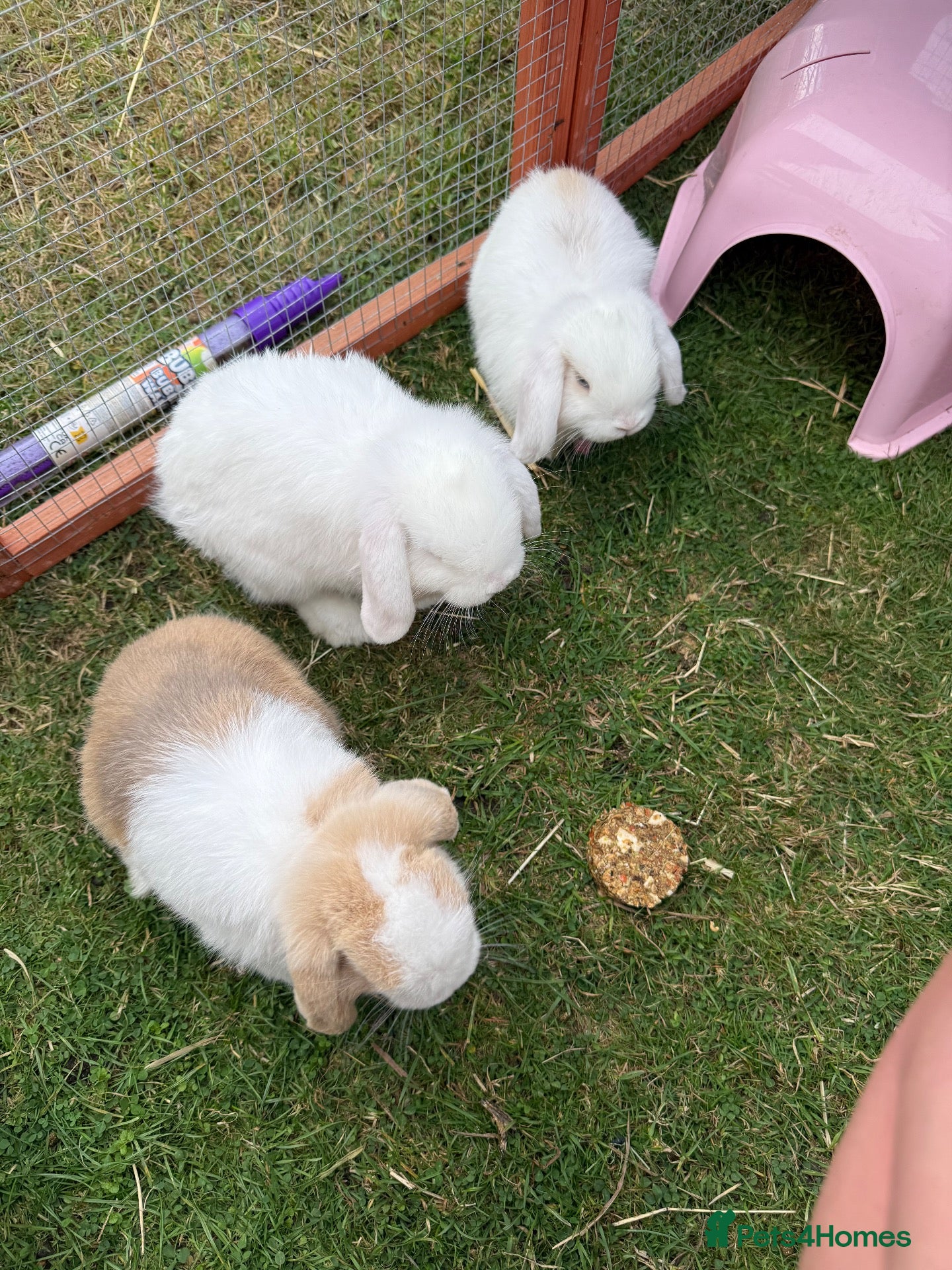 Mini Lop rabbits 4 mini lops - mixed sex - Advert 16