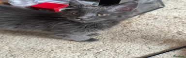 Maine Coon. Smokey Blue