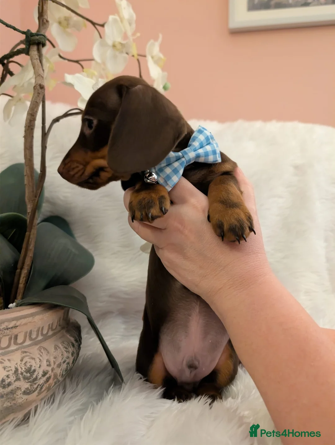 Miniature Dachshund dogs for sale: Miniature Dachshund Ready Now - Advert 19
