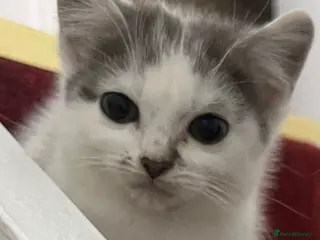Mixed Breed cats Latte - Advert 3