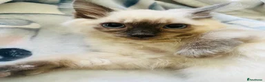 Ragdoll 1