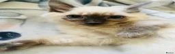Ragdoll cats for sale: Ragdoll kittens  - Advert 4