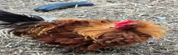 Hens poultry for sale: 4 Rousters need rehoming - Advert 5